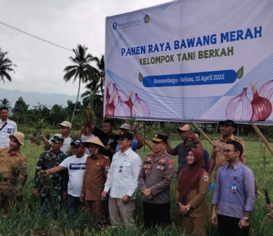 Peran BI, Koptan di Kotamobagu Panen Bawang Merah Melimpah