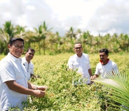 BI Panen Cabai Rawit Bersama Poktan Rajawali Talaud