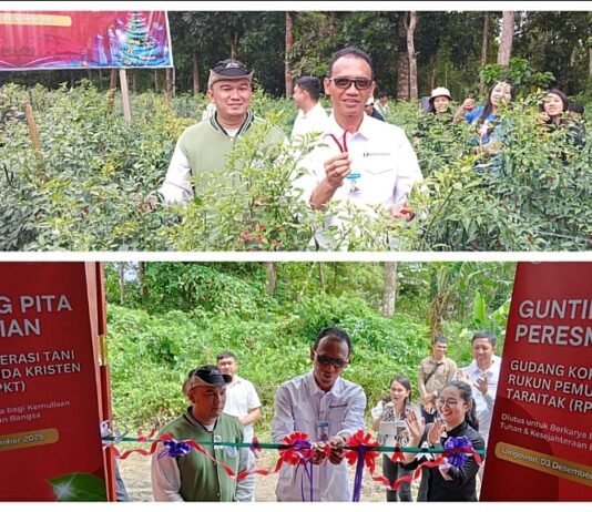 Road to Natal 2025, BI Sulut dan RPKT Panen Cabai di Langowan