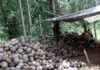 Dongkrak Ekonomi Sulut, Hilirisasi Kelapa Sangat Diperlukan